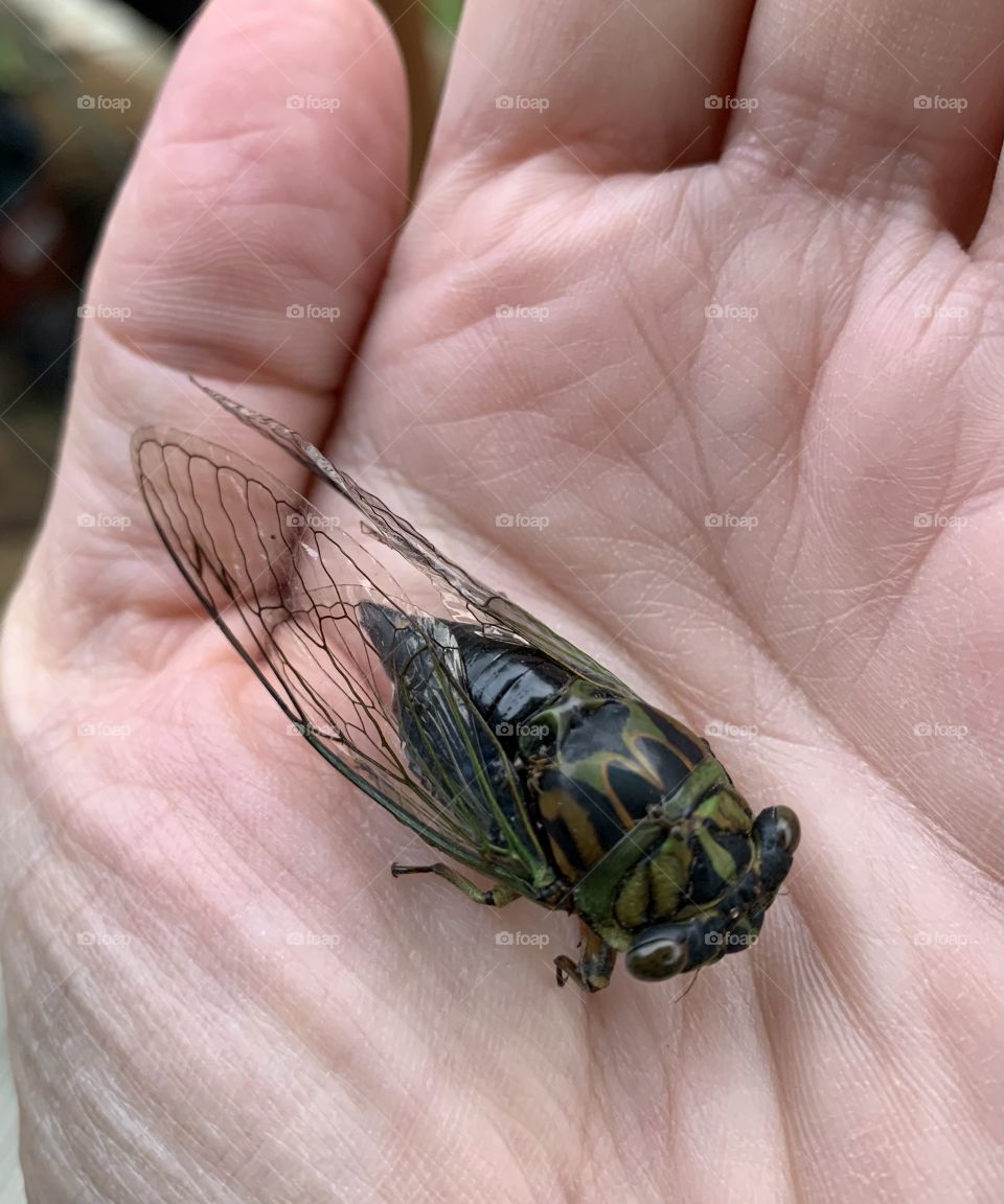 Every summer, Big Kids and little kids alike, wait for the first Cicada sounds of the season. 