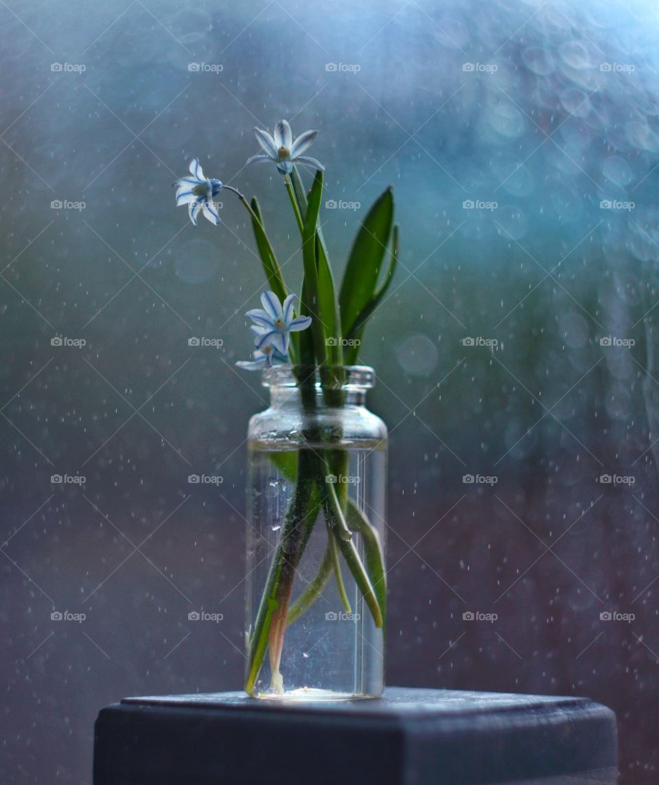 spring flowers in the glass vase 