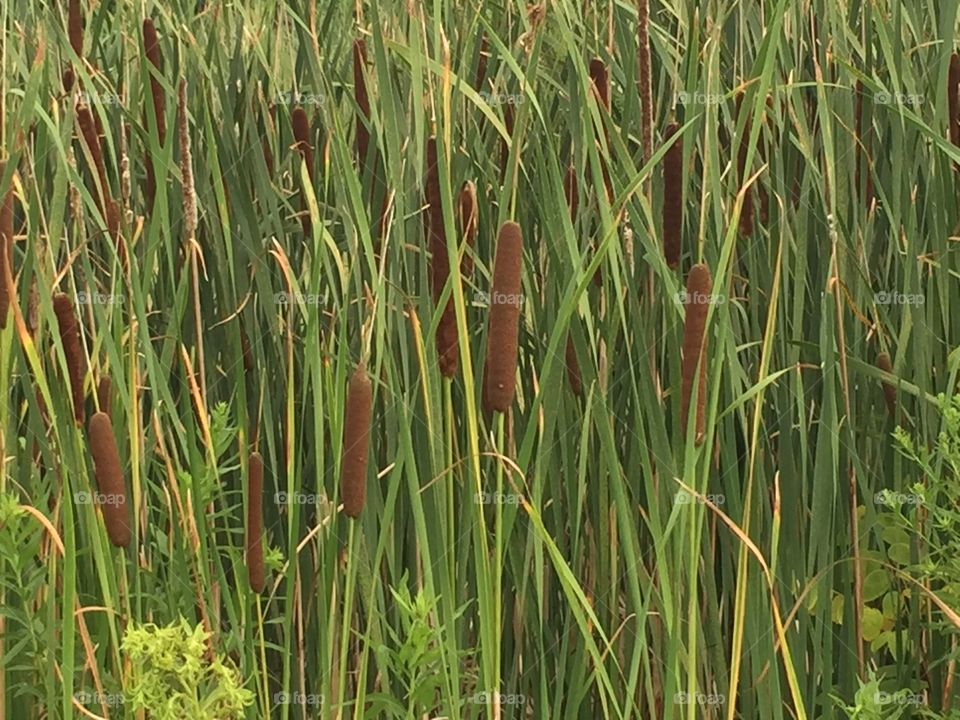 Cattails 