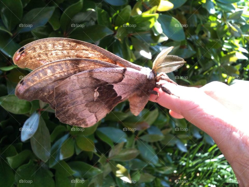 Type of Moth