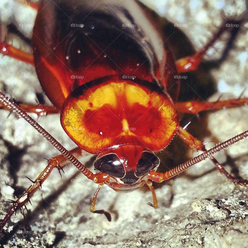 Cockroach Macro