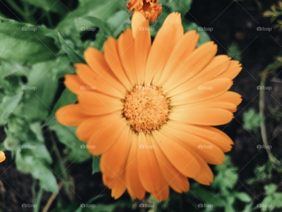 Orange flower