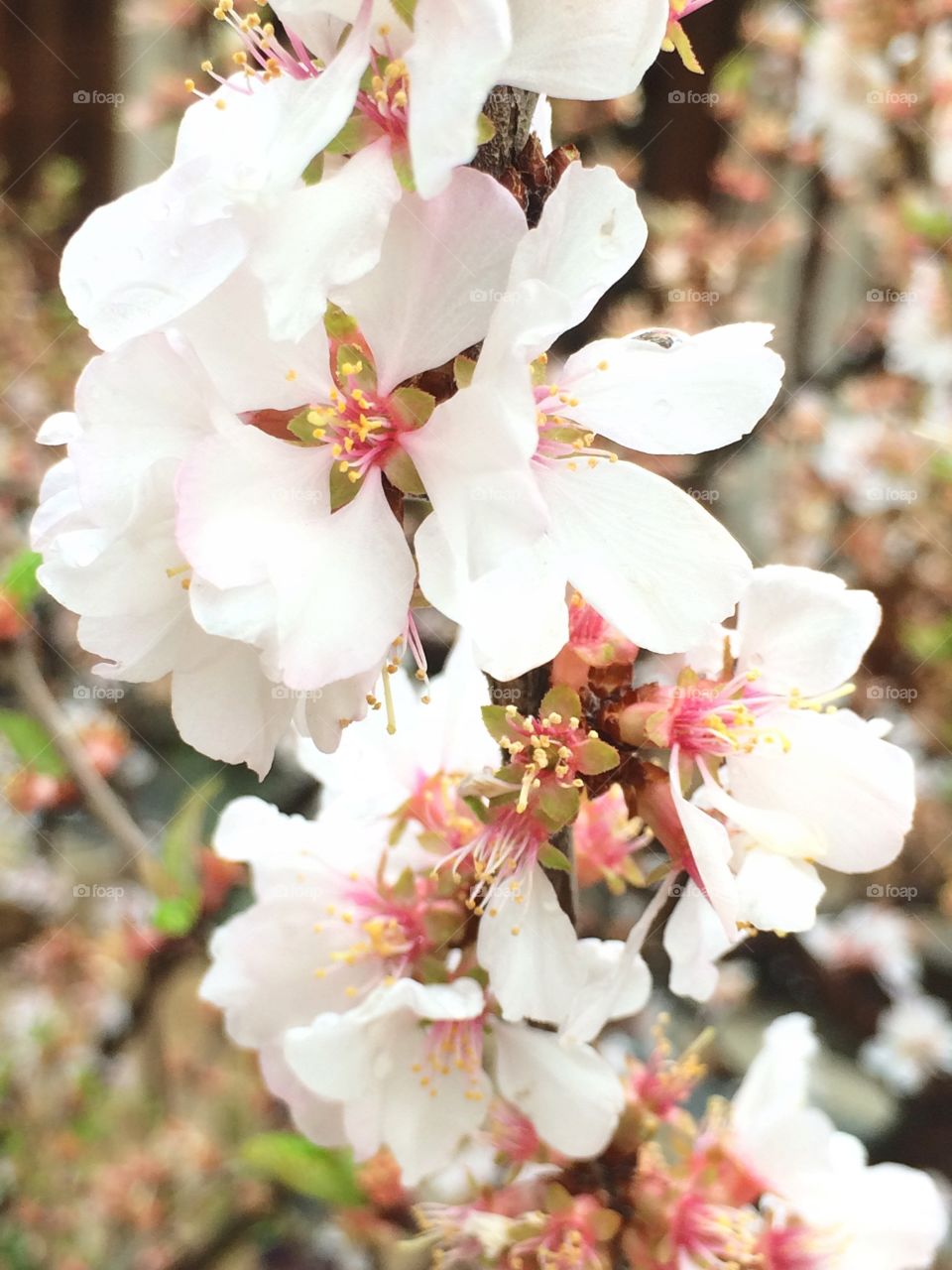 Nice flowers, inside temple of king, in Seoul 