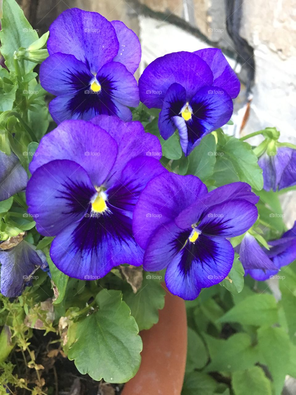 Royal pansies 