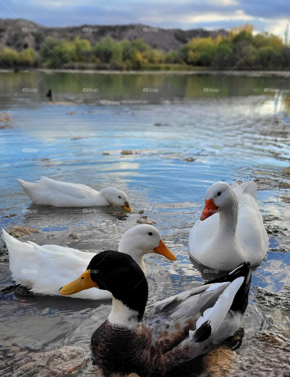 animal y ciudad