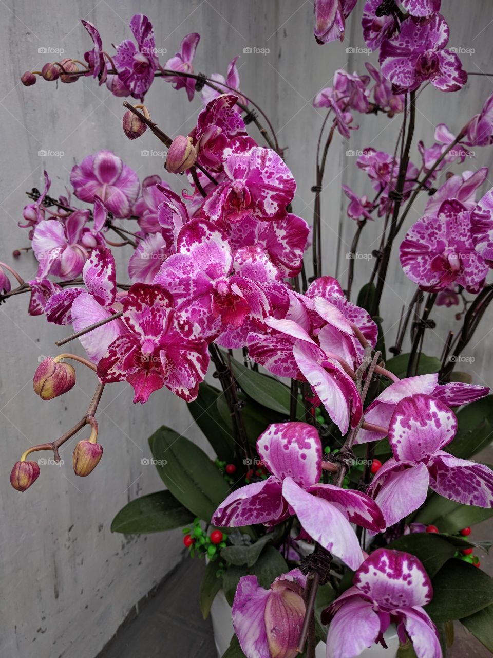 Such a wonderful color of orchid!