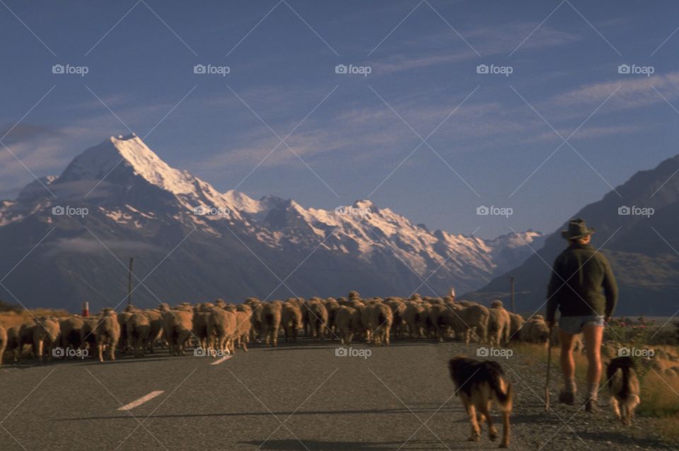 Shepherd with dogs walking sheep towards Mt Cook. Located in the centre of New Zealand's South Island, Mount Cook (Aoraki) is New Zealand's highest peak For many, an image of New Zealand might include the snow-capped mountain of Mt Cook, or sheep.