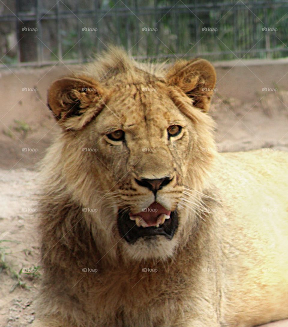 Beautiful shot of a hungry male lion.