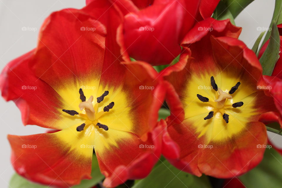 Tulips