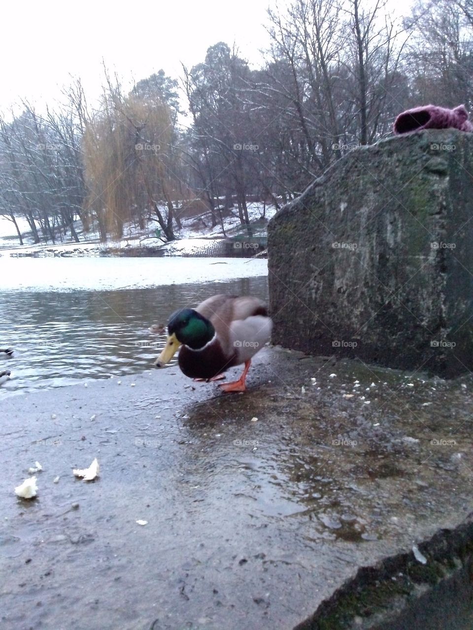 winter duck