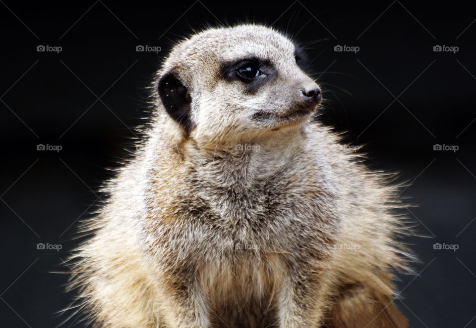 nature white black cute by mojo26