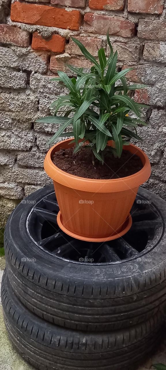 the gorgeous oleander in my garden