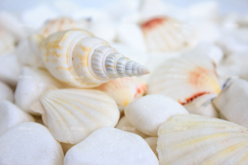 seashells