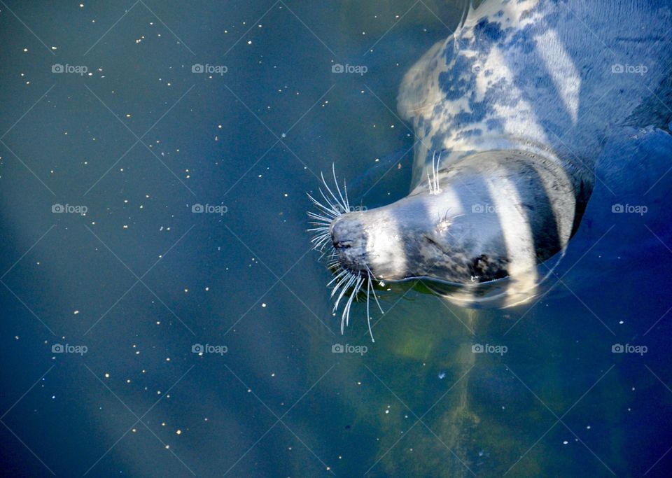 Directly above view of seal at sea