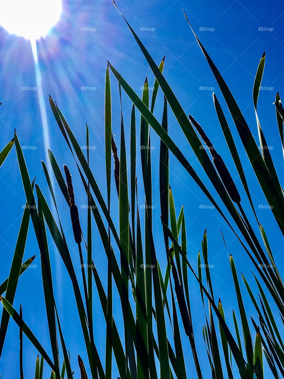 Reeds 