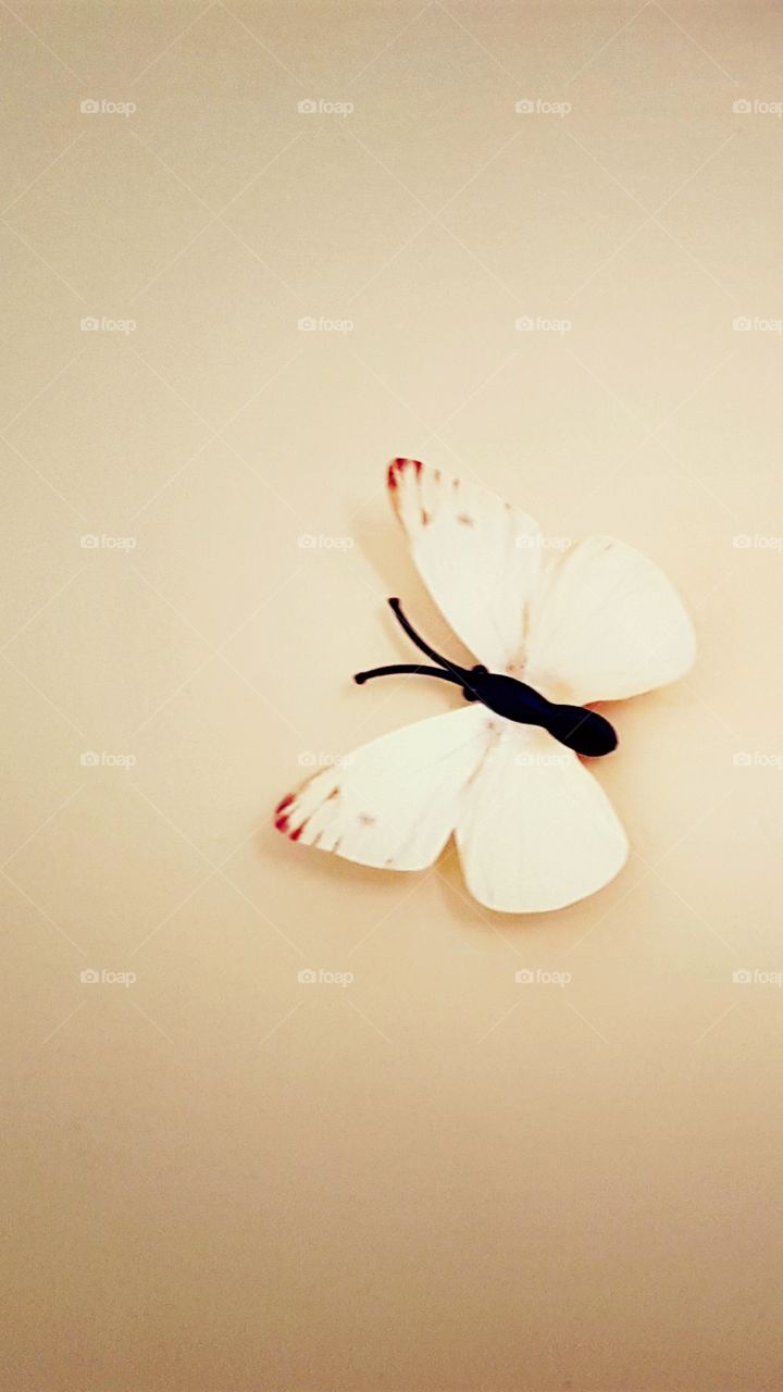 butterfly