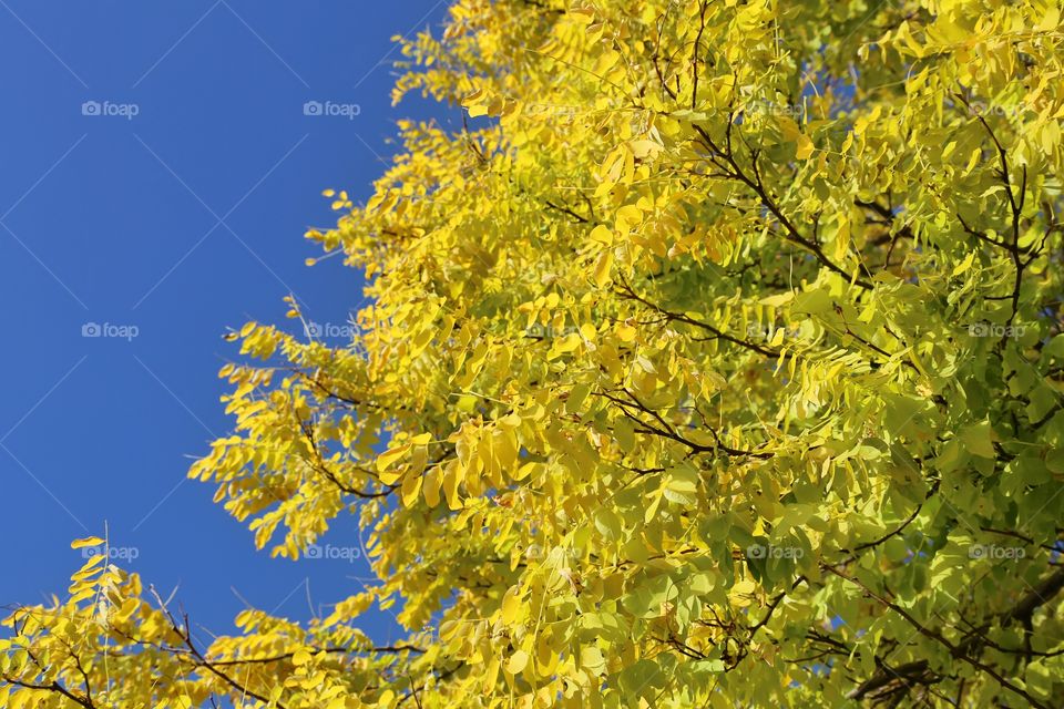 Yellow leaves with blue sky background 