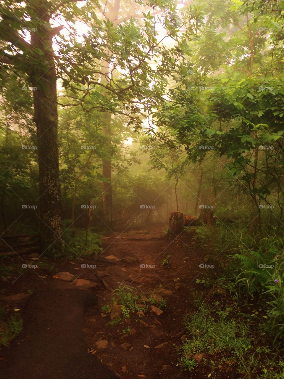 Walking trail in the fog . Mountain walking trail in the fog