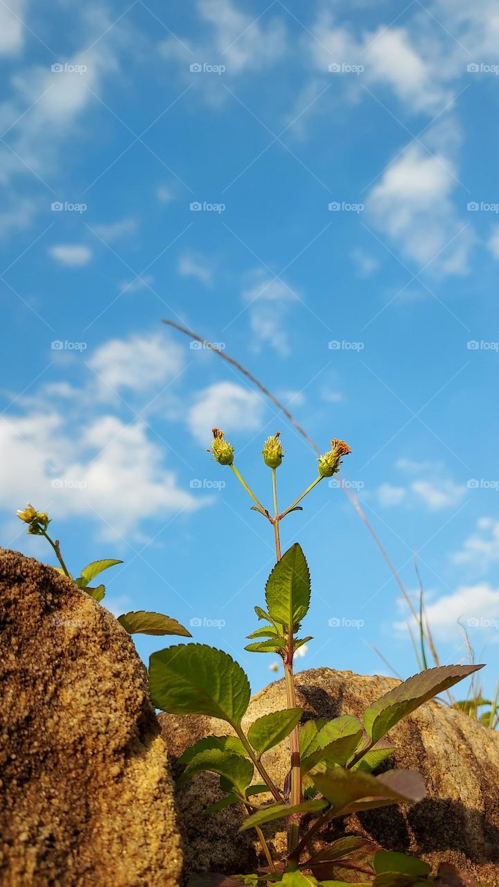 candlesticks of nature