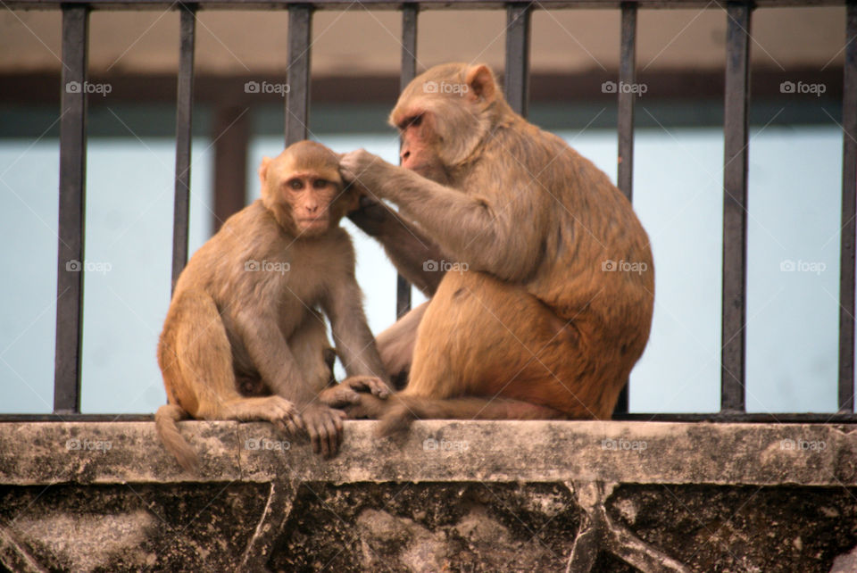 Two monkeys,  one grooming, the other getting groomed.
