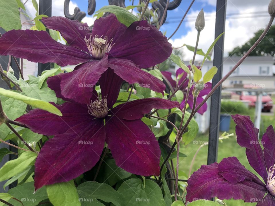 Clematis 