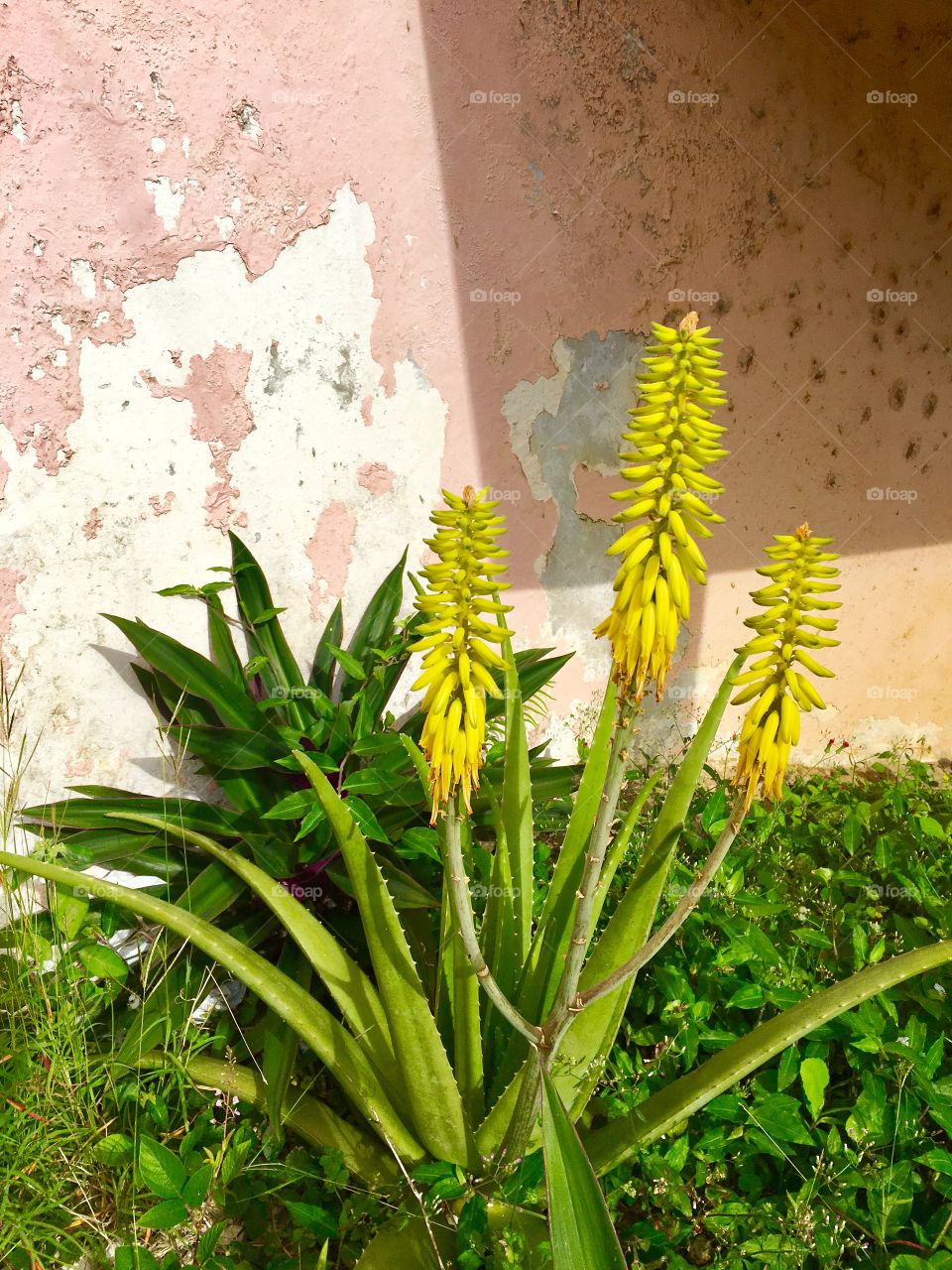 Wild Aloe flower 