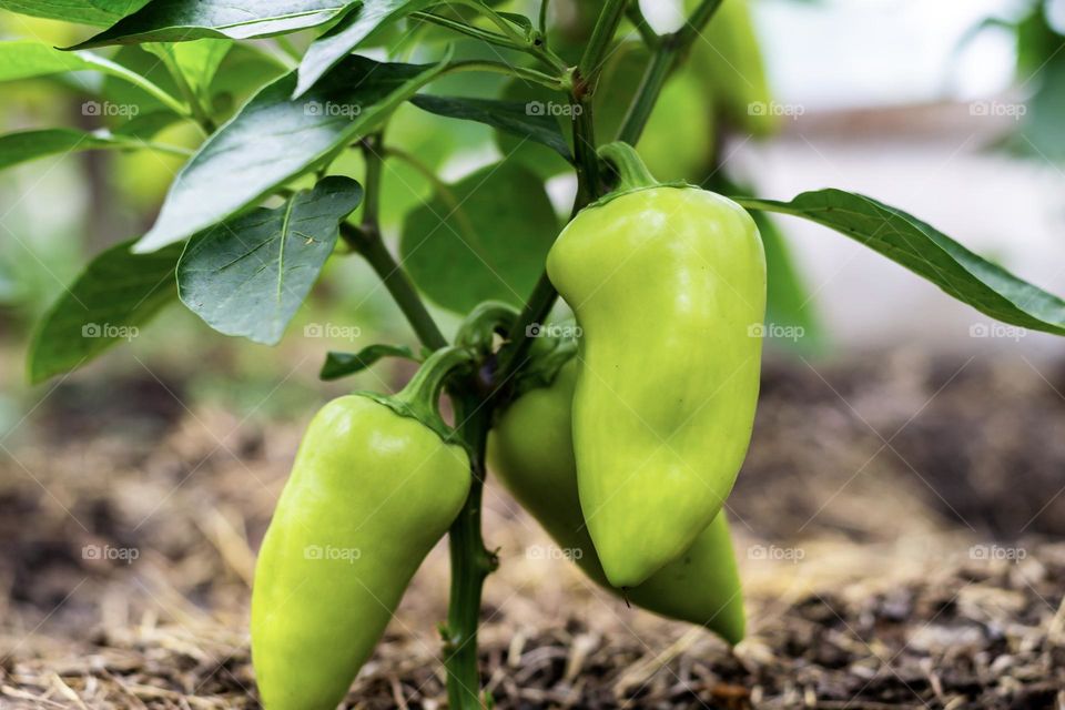 harvest pepper on a bush