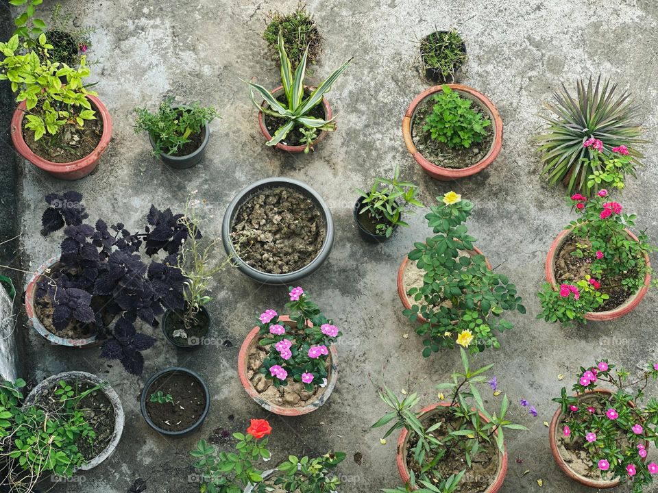 Plants in pots