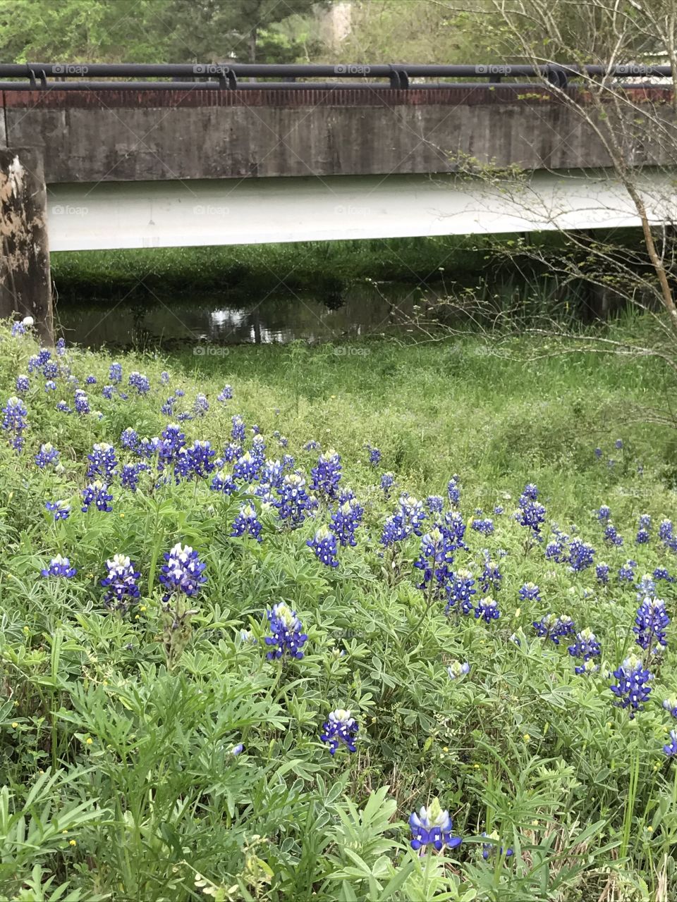 Texas Bluebonnets