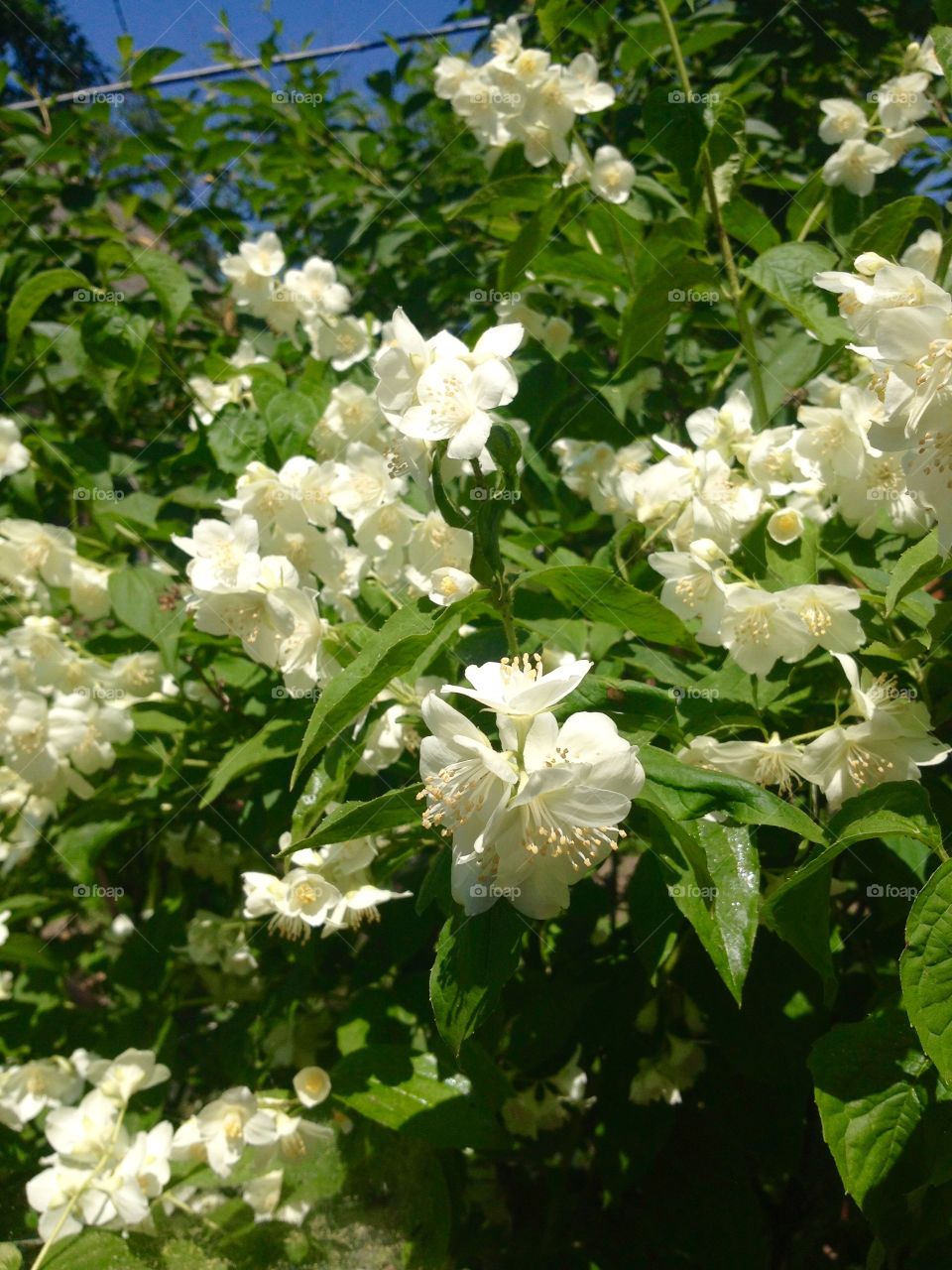 Jasmine blossom