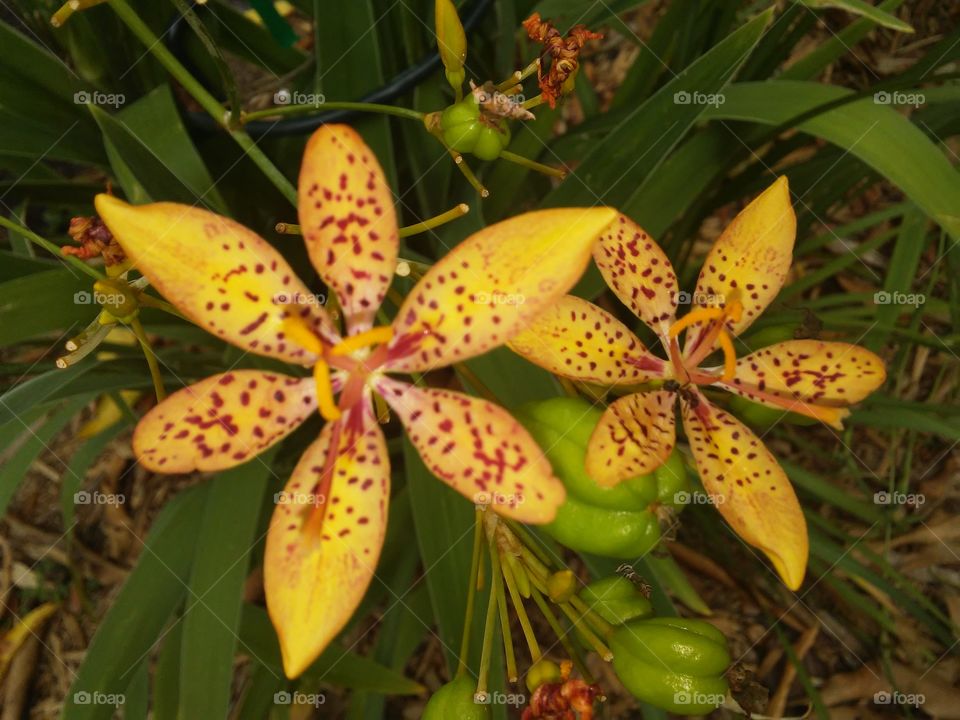 BlackBerry Lily in bloom