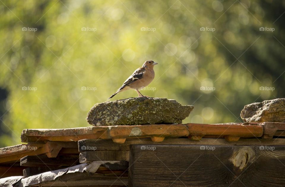 A bird of my backyard