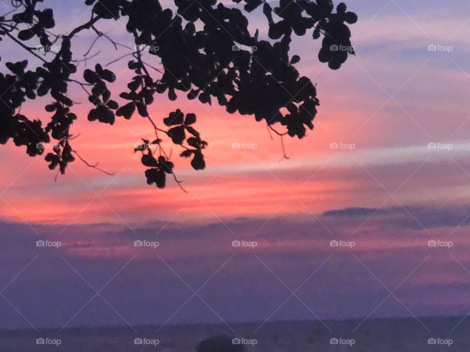 Silhouettes and pastel skies