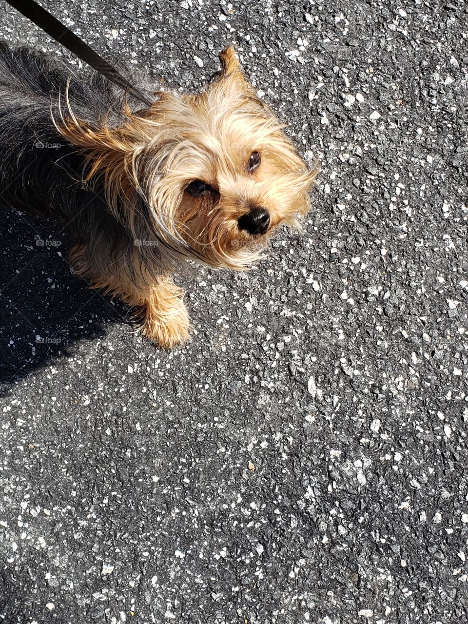 Dog, Canine, Pet, Portrait, Animal