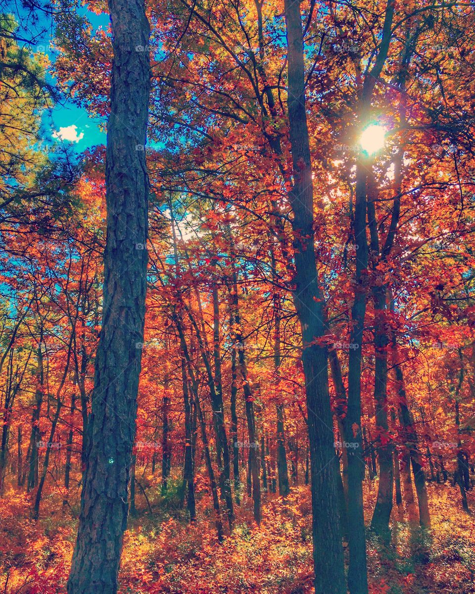 Fall color hdr