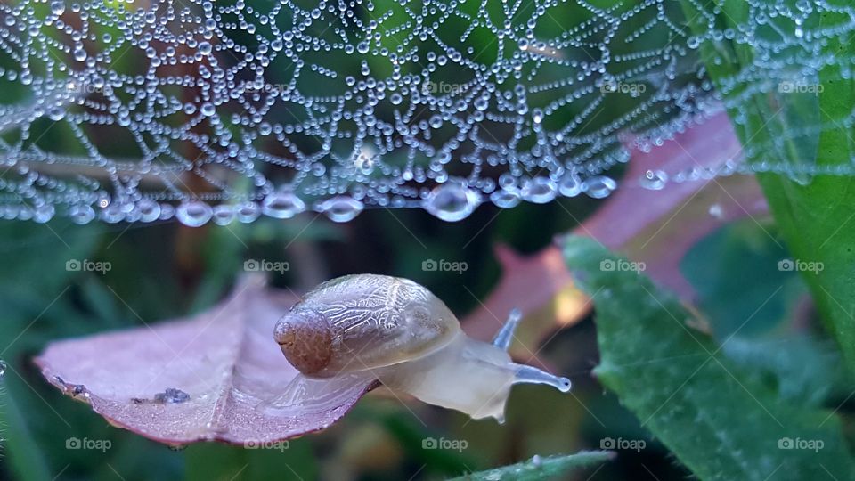 Snail under dewdrops-covered spiderweb canopy.