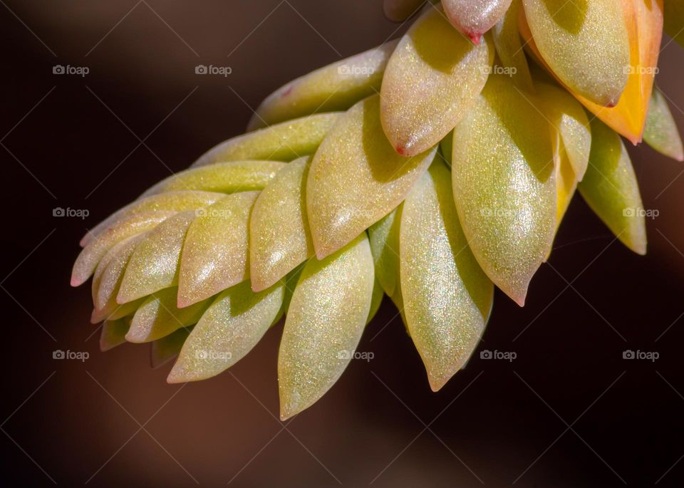 The forming bud of a succulent plant