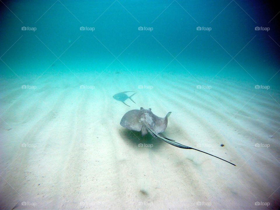 St. John Stingray