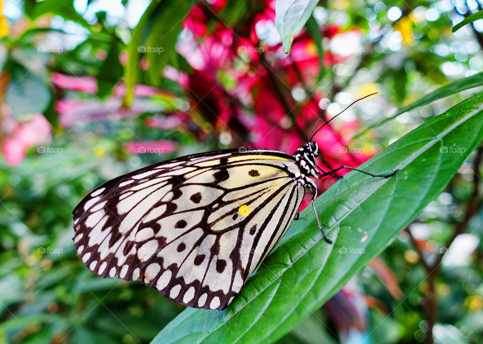 Buterfly in the garden, close up