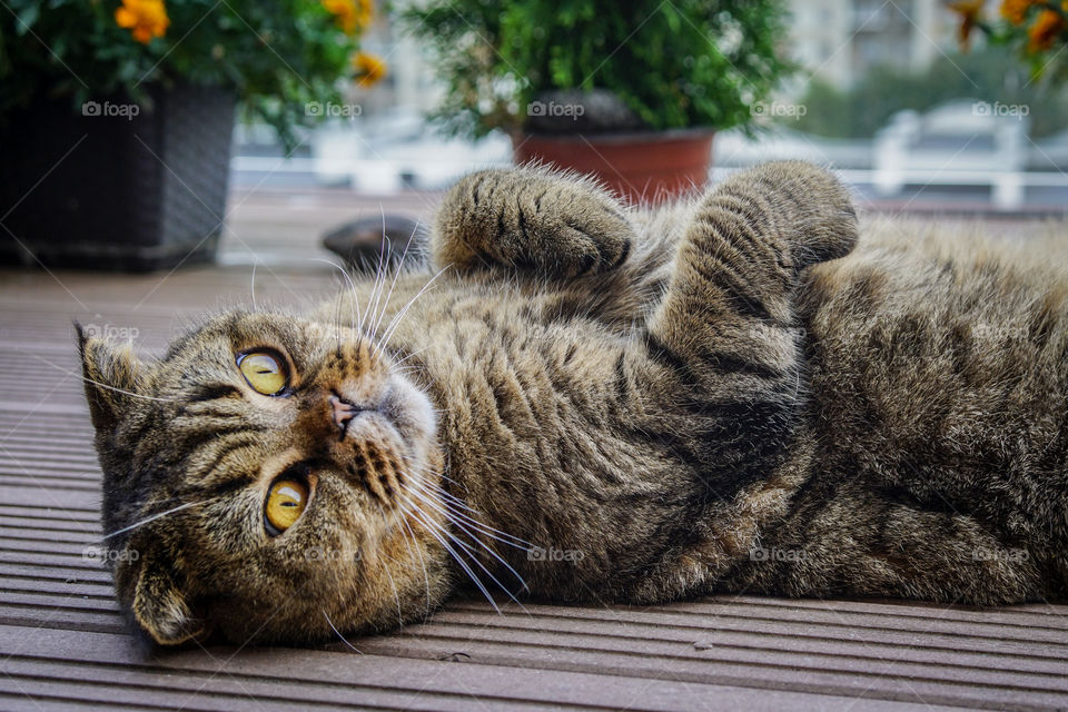 beautiful brown stripped scottish fold cat  on a natural background