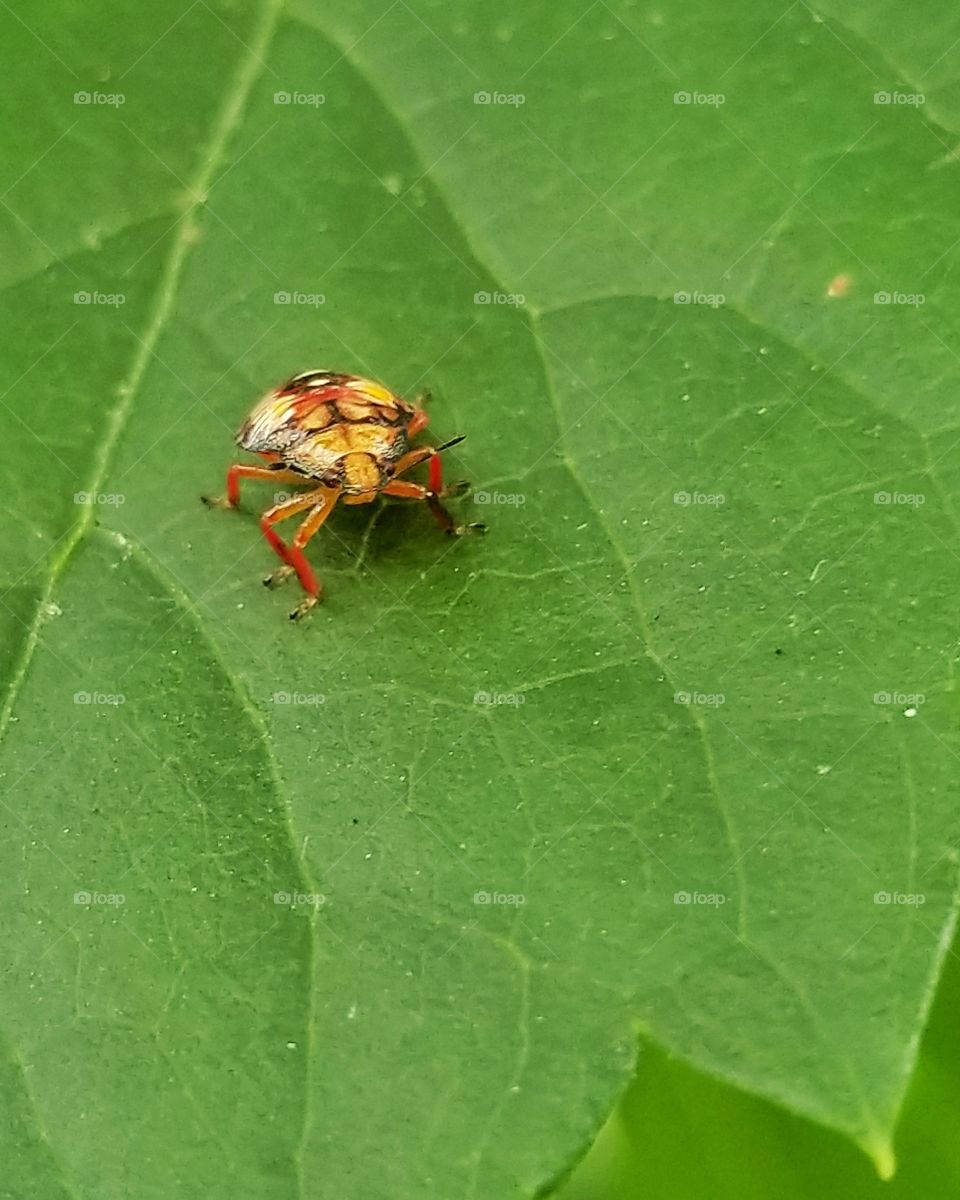 Tiny colorful beetle
