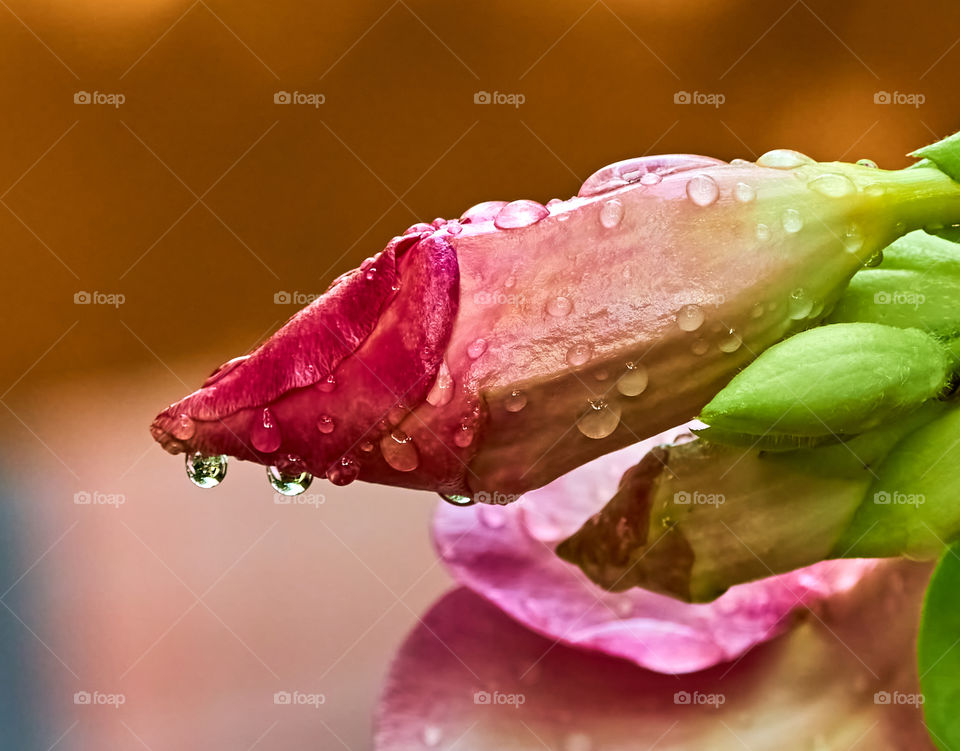 Floral photography  - allamanda bud  - water drops