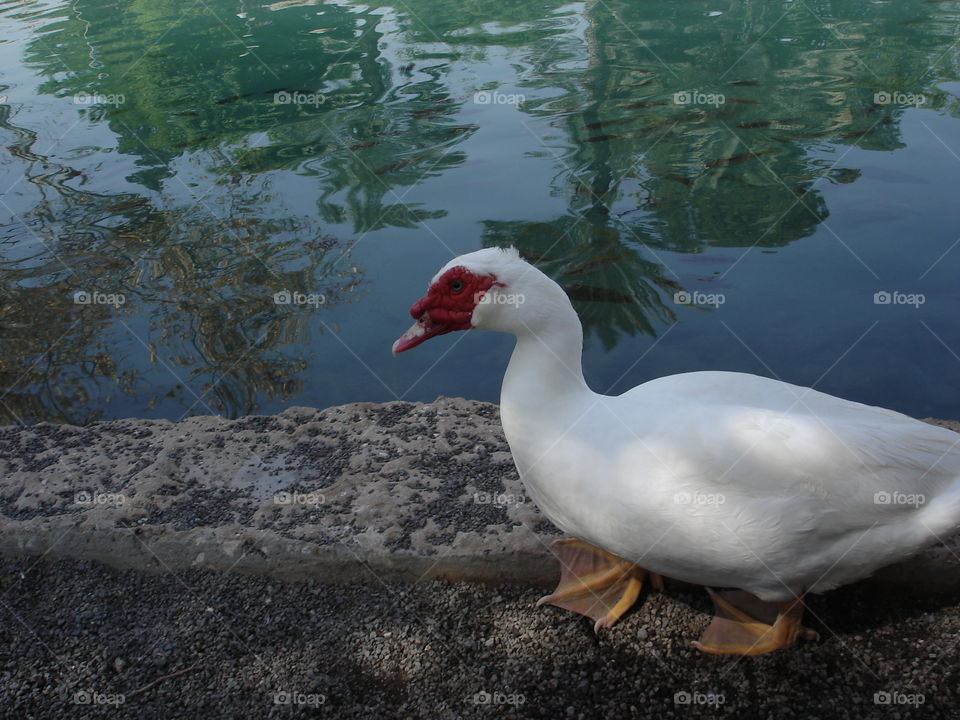A White Duck With Red Cheeks