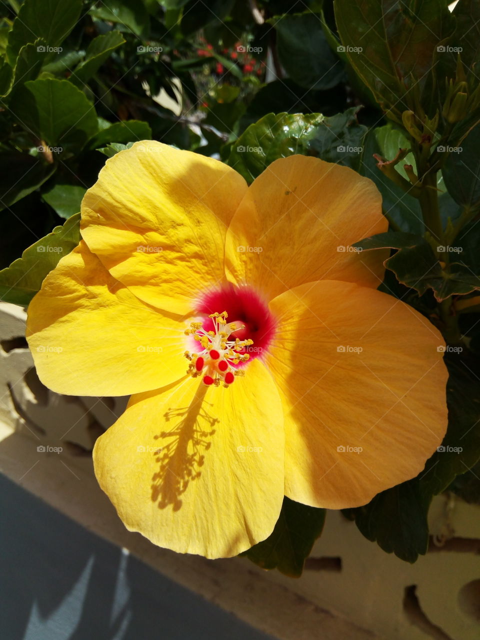 No Person, Flower, Nature, Flora, Leaf