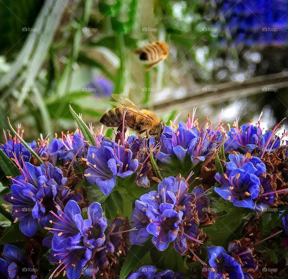  Bees gathering nectar from purple flowers