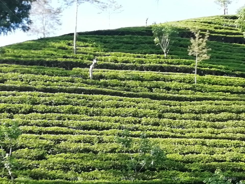 Beautiful view of a tea plantation