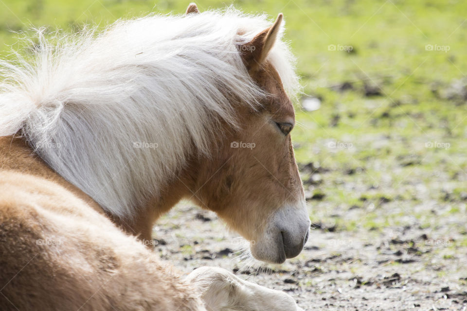 Close-up of horse sitting
