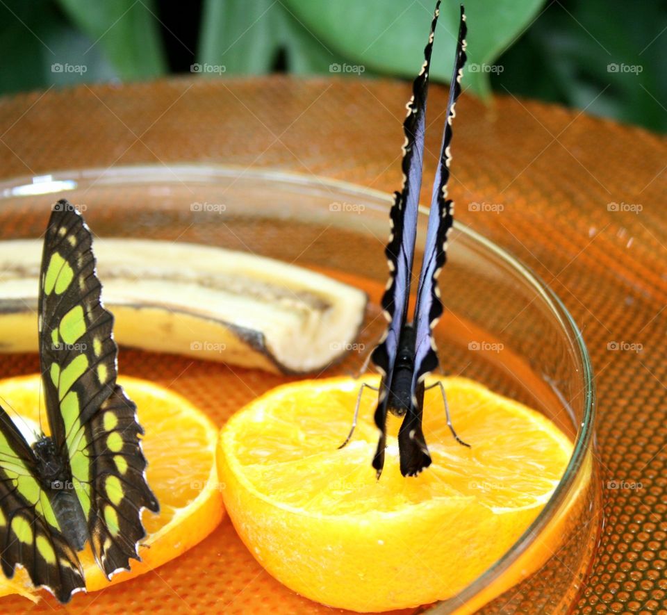 nice view of butterflies