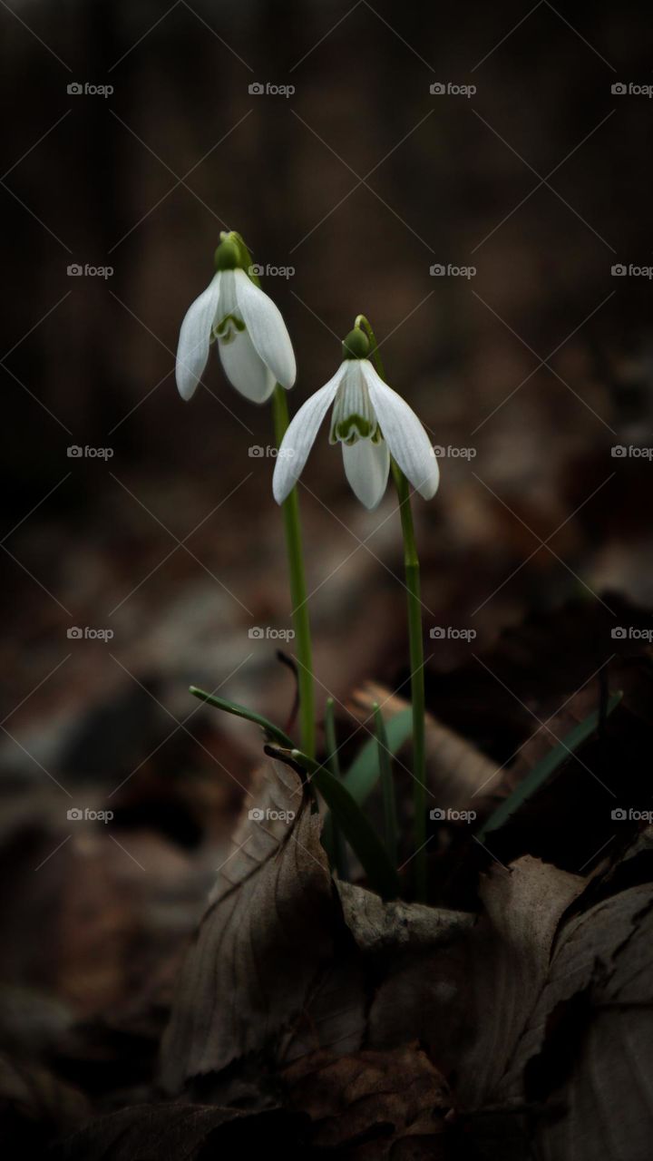 Snowdrops