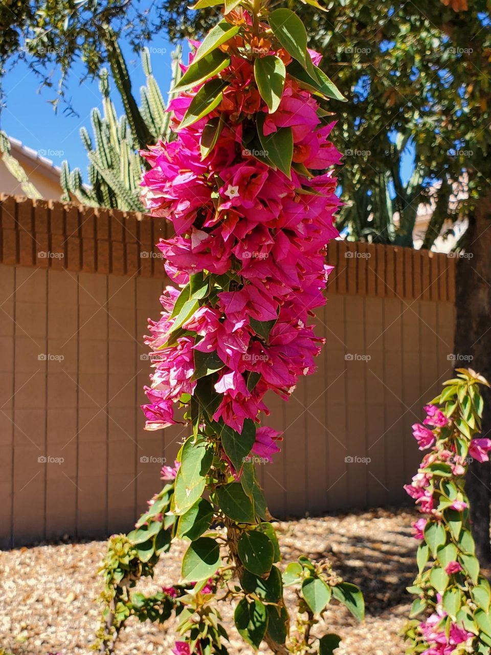 Bougainvillea by the Sidewalk